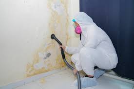 Best Attic Mold Removal  in Merrionette Park, IL